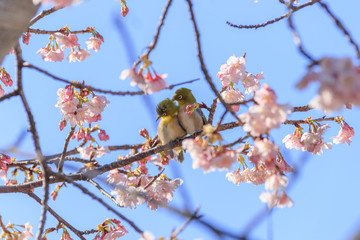 メジロと梅の花　宮地嶽神社　福岡県福津市　Japanese White-eye and Plum blossom Miyajidake  Shrine Fukuoka Fukutsu city