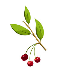 Hand drawn branch cherry berries with leaves. Fresh summer berries. Fruit botany cartoon vector illustration. Fresh organic food