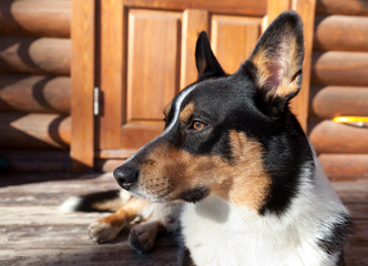 Dog breed Welsh Corgi Cardigan lies on the porch of the house