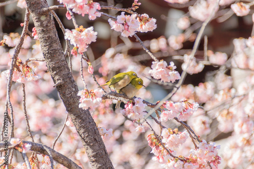 メジロと梅の花 宮地嶽神社 福岡県福津市 Japanese White Eye And Plum Blossom Miyajidake Shrine Fukuoka Fukutsu City Wall Mural M H メジロと梅の花 宮地嶽神社 福岡県福津市 Japanese White Eye And Plum Blossom Miyajidake Shrine Fukuoka Fukutsu City Wall Mural M H
