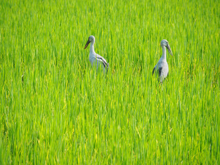 great white egret in field