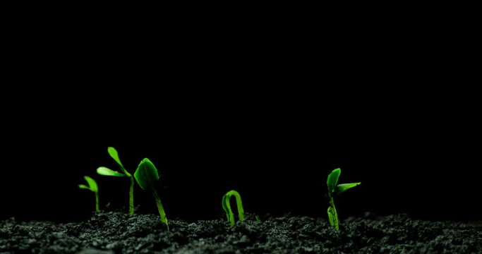 Growing Green Cucumber Plant Time Lapse. Timelapse Seed Growing, Closeup Nature Agriculture Shoot. Vegetable Sprouting From The Ground. Macro