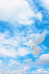White dove in in flight. Bright day sky