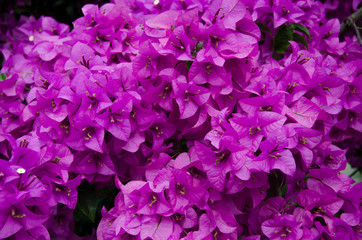 Obraz premium Purple Bougainvillea flower