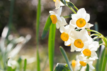 水仙の花　在自山　福岡県福津市　narcissus Mt.Araji Fukuoka Fukutsu city