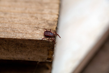 A true ixodid mite blood sucking parasite carrying the acarid disease sits on a On a white field on a hot summer day, hunting in anticipation of the victim