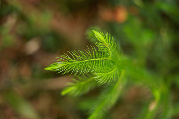 fern in forest