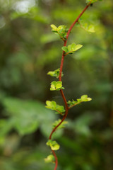 branch of tree with leaves on white background