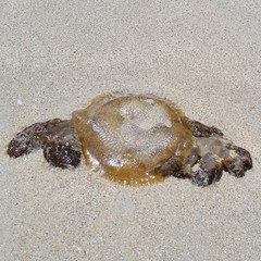 Big jellyfish lie on the sand of the beach - a dangerous animal poison poison aground on a sandy beach. Abstract design.