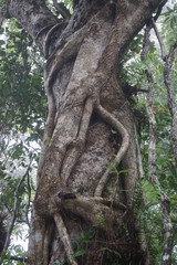 Fototapeta na wymiar Big tree, rainforest