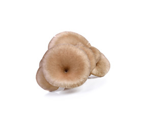 oyster mushroom isolated on white background
