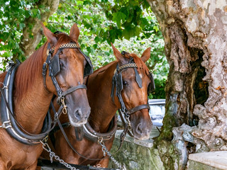 Horses towing a tourist carriage