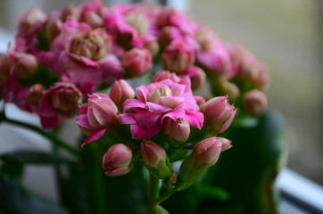 pink Calanchoe flowers top view as a natural background