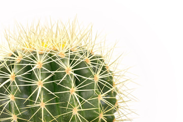 Close-up of cactus with thorns on white background.