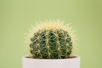 Tropical cactus on green paper background. Pop art style colors and background.