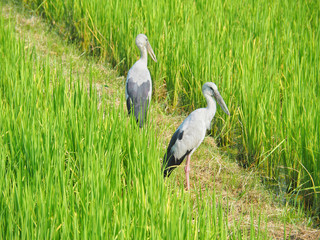 stork on green grass