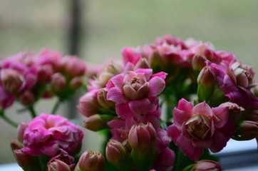 pink Calanchoe flowers top view as a natural background
