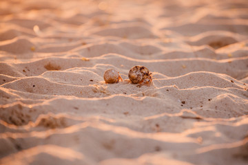 Hermit crab walking on the beach.