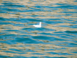 seagull on the surface of blue water