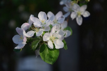 Apple tree branch with white flowers in spring