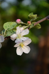 Apple tree branch with white flowers in spring