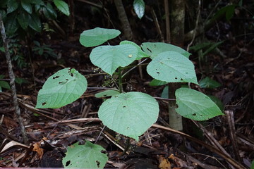 Stinging brush, gympie gympie, Dendrocnide moroides