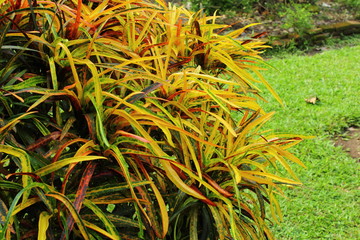 Croton is a tropical plant with colorful leaves