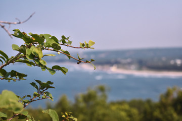 closeup view of a plant with a blurred background of ocean in goa