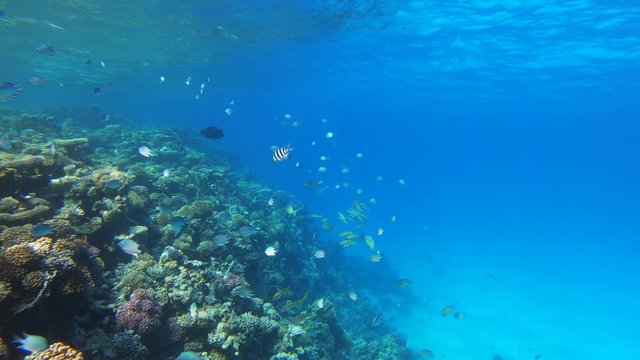 Many fish swim among corals in the Red Sea, Egypt, 4k