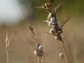 snails on grass