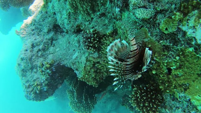 Lionfish on a tropical coral reef in Red sea