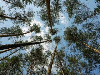 high pine, forest, view with white clouds