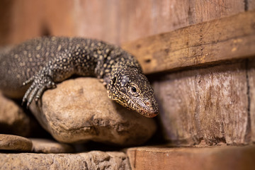a lizard at the zoo