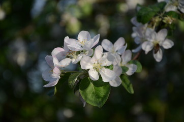 Apple tree branch with white flowers in spring