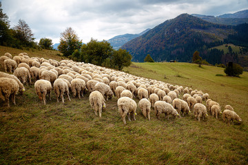 Flock of sheep on beautiful mountain meadow.