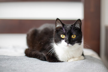 Funny happy domestic cat is lying