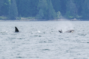Fototapeta premium Killer whale in Tofino trees in background, view from boat on a killer whale