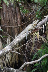 Eastern water dragon