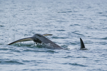 Fototapeta premium Killer whale in Tofino, tale and fin above water, view from boat on a killer whale