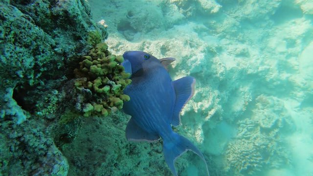 Blue Triggerfish on coral reef of the Red Sea in Egypt. Pseudobalistes Fuscus, Rippled Triggerfish, Redtooth Triggerfish, Odonus Niger