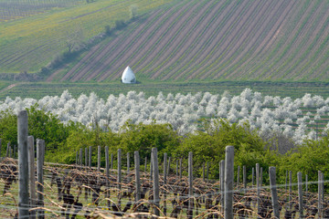 frühling im aulheimer tal