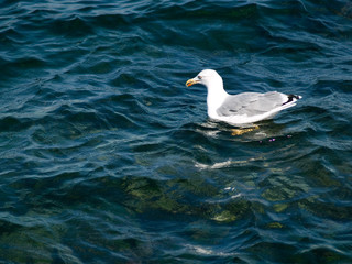 seagull on water