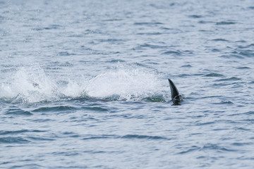 Fototapeta premium Killer whale is diving in a big splash in Tofino, view from boat on a killer whale