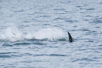 Killer whale is diving in a big splash in Tofino, view from boat on a killer whale
