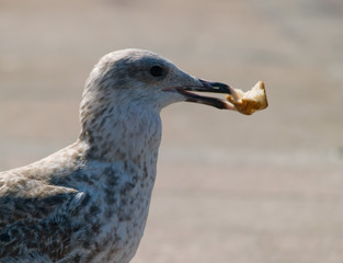 seagull with bread