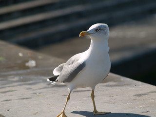 seagull on the pier