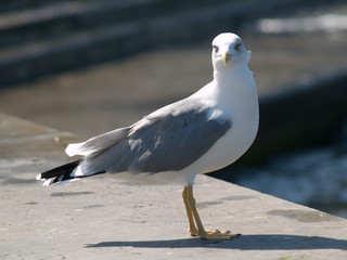 seagull on the pier
