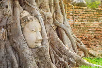 Fototapeta na wymiar uddha statue head entwined within the roots of a tree.