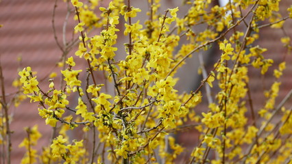 yellow flowers on tree
