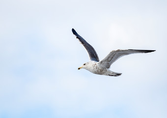 seagull in flight